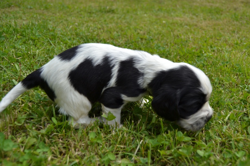 3d - pejsek tm. zelená.JPG